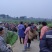 儿菜，早熟，中熟，基地直销，全国走车，无中间商