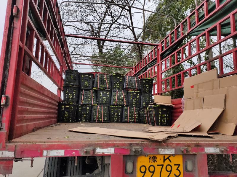 儿菜，早熟，中熟，基地直销，全国走车，无中间商