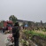 儿菜，早熟，中熟，基地直销，全国走车，无中间商