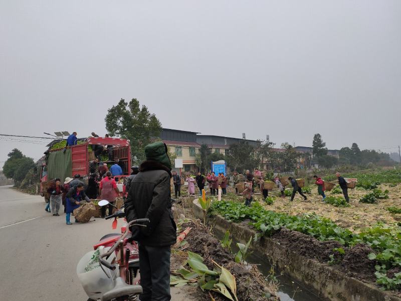 儿菜，早熟，中熟，基地直销，全国走车，无中间商
