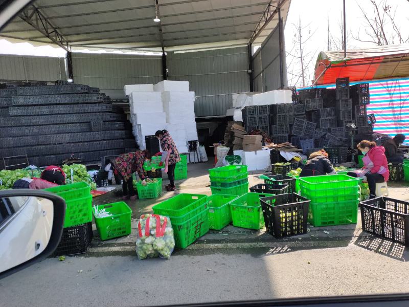 儿菜，早熟，中熟，基地直销，全国走车，无中间商