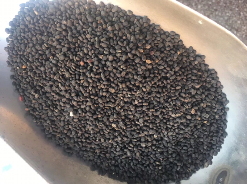补骨脂过风车无杂质量大从优