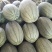 山东寿光晓蜜25哈蜜瓜，专业代收，代发一条龙服务。