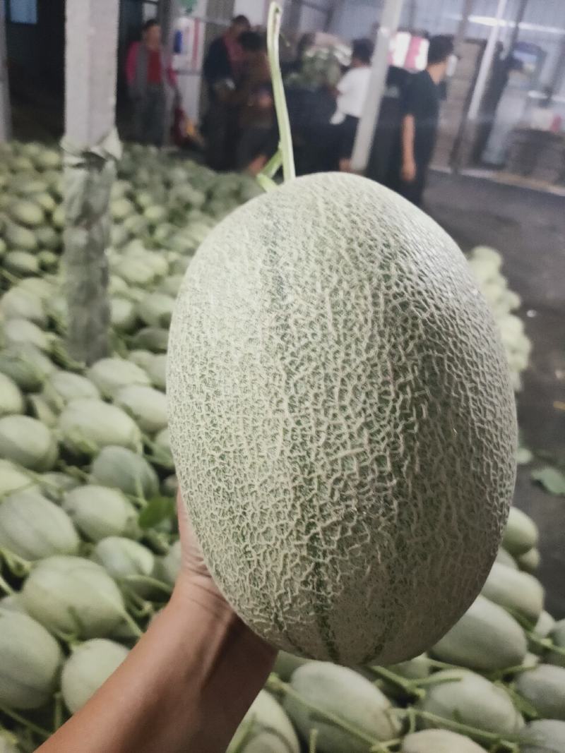 山东寿光晓蜜25哈蜜瓜，专业代收，代发一条龙服务。