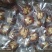 新疆大枣枣加核桃休闲网红小食品