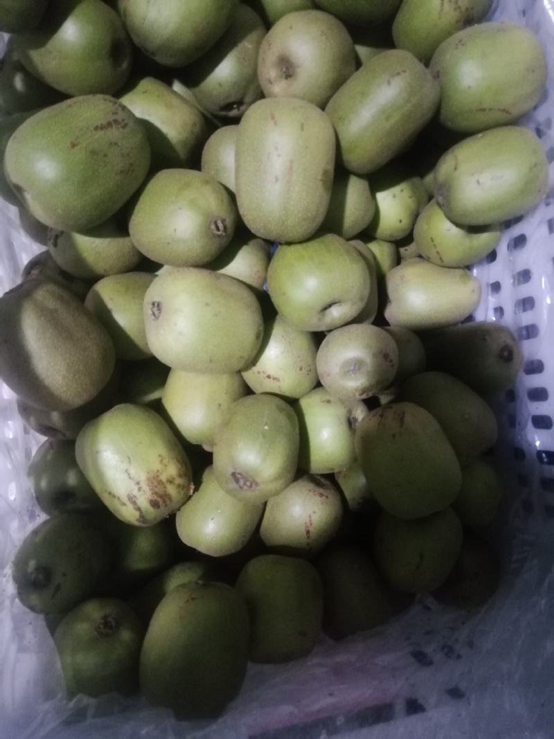 红心猕猴桃成都市蒲江县