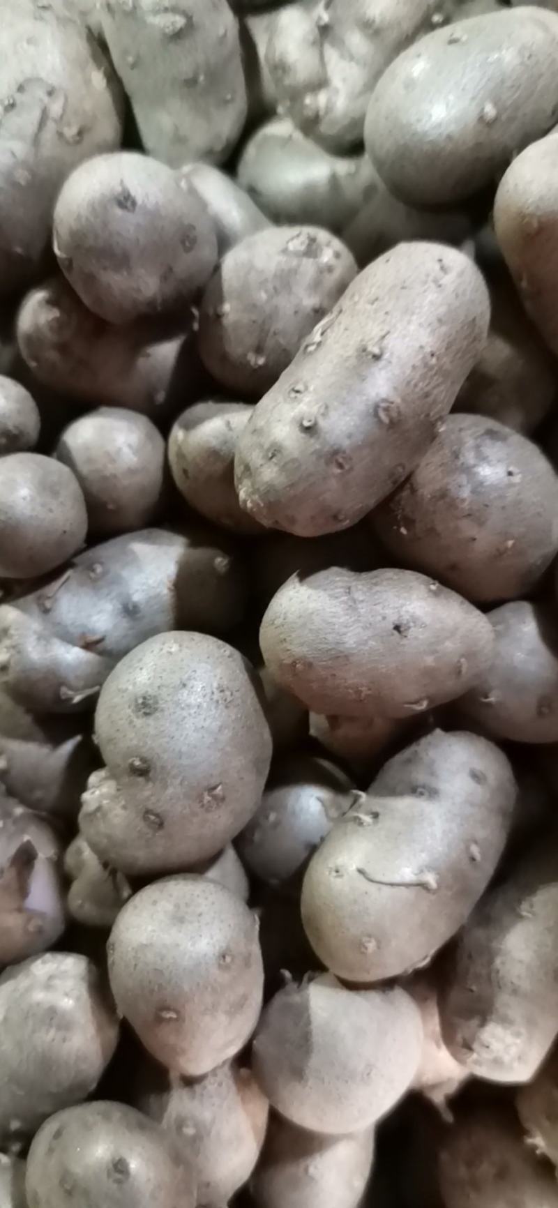 产地批发零售优质白玉山药豆，规格齐全价格合理