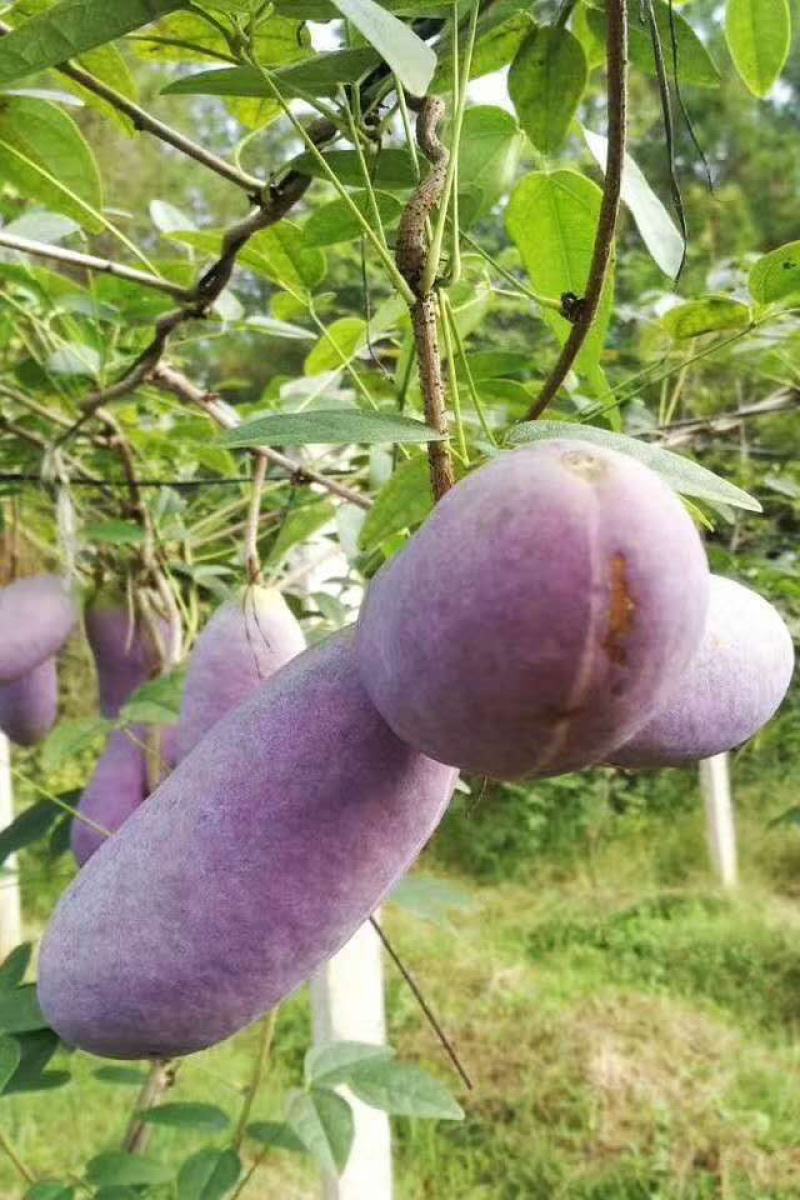 八月瓜～基地一件起发