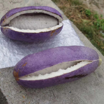 八月瓜～基地一件起发
