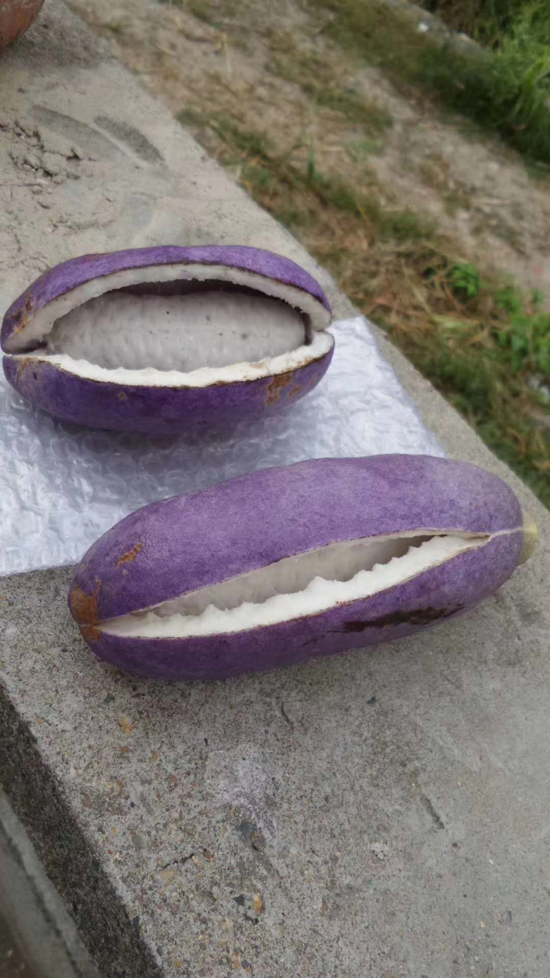 八月瓜～基地一件起发