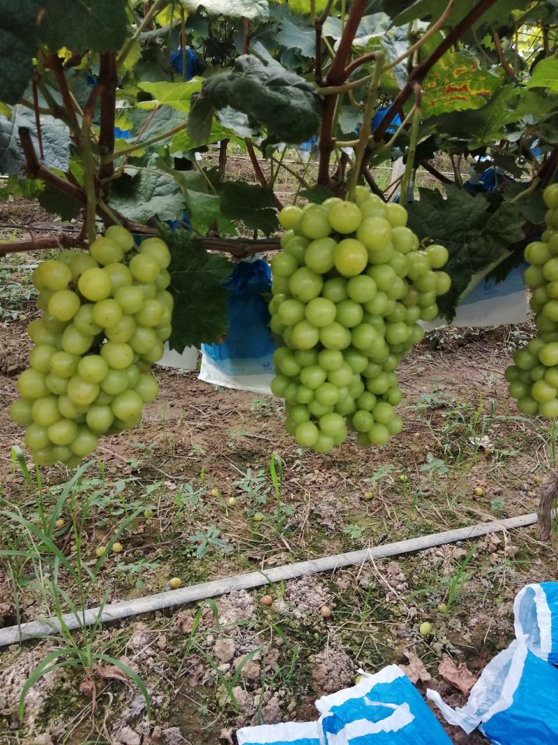 阳光玫瑰葡萄湖南葡萄大量上市了商超品质欢迎选购