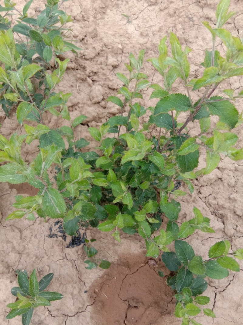 苍术种子，野生移栽北苍术，含量高香味浓。量大可以优惠