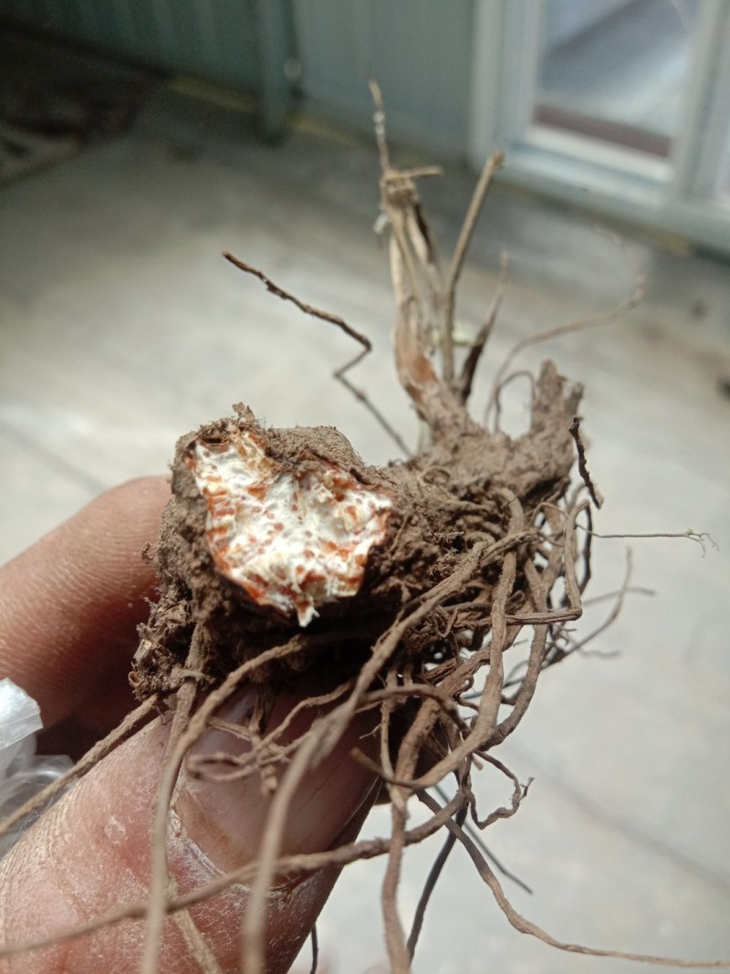 苍术种子，野生移栽北苍术，含量高香味浓。量大可以优惠