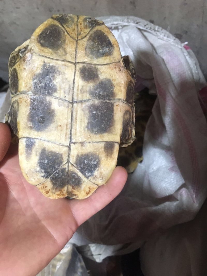 龟甲板生甲板炙甲板规格齐全量大从优
