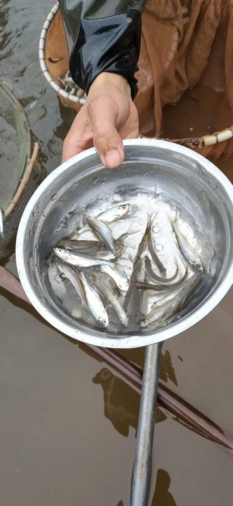 稻花鲤鱼苗长期出售各类鱼苗包成活欢迎云贵川客户咨询
