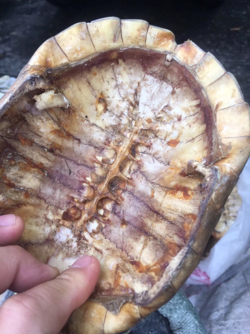 龟甲板生甲板炙甲板规格齐全量大从优