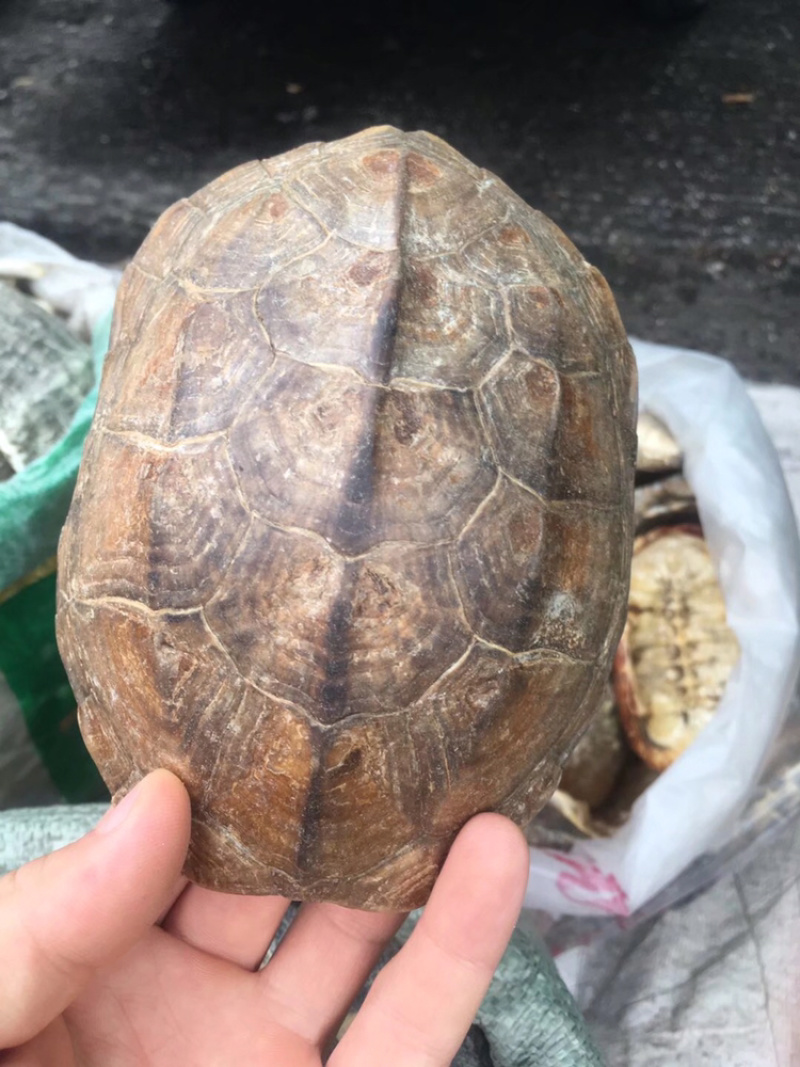 龟甲板生甲板炙甲板规格齐全量大从优