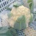 河北故城菜花已大量上市了