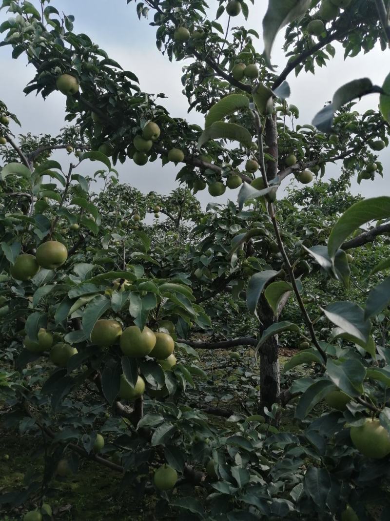 苹果梨，锦峰梨，今年品质好个头大，欢迎前来选购