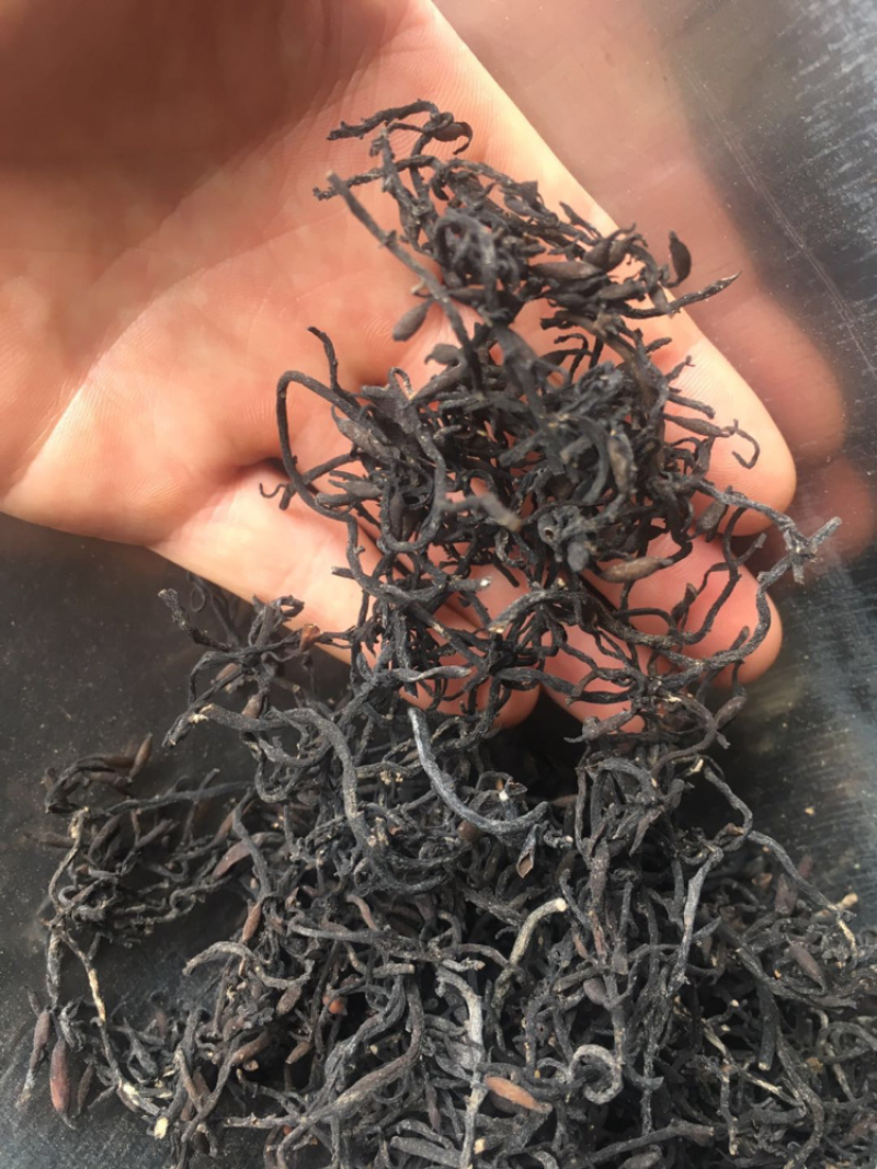 海藻正品海藻一级选货无杂质