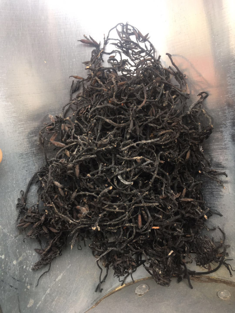 海藻正品海藻一级选货无杂质