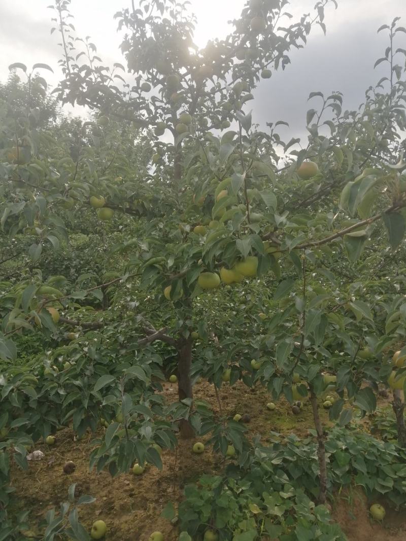 苹果梨，锦峰梨，今年品质好个头大，欢迎前来选购