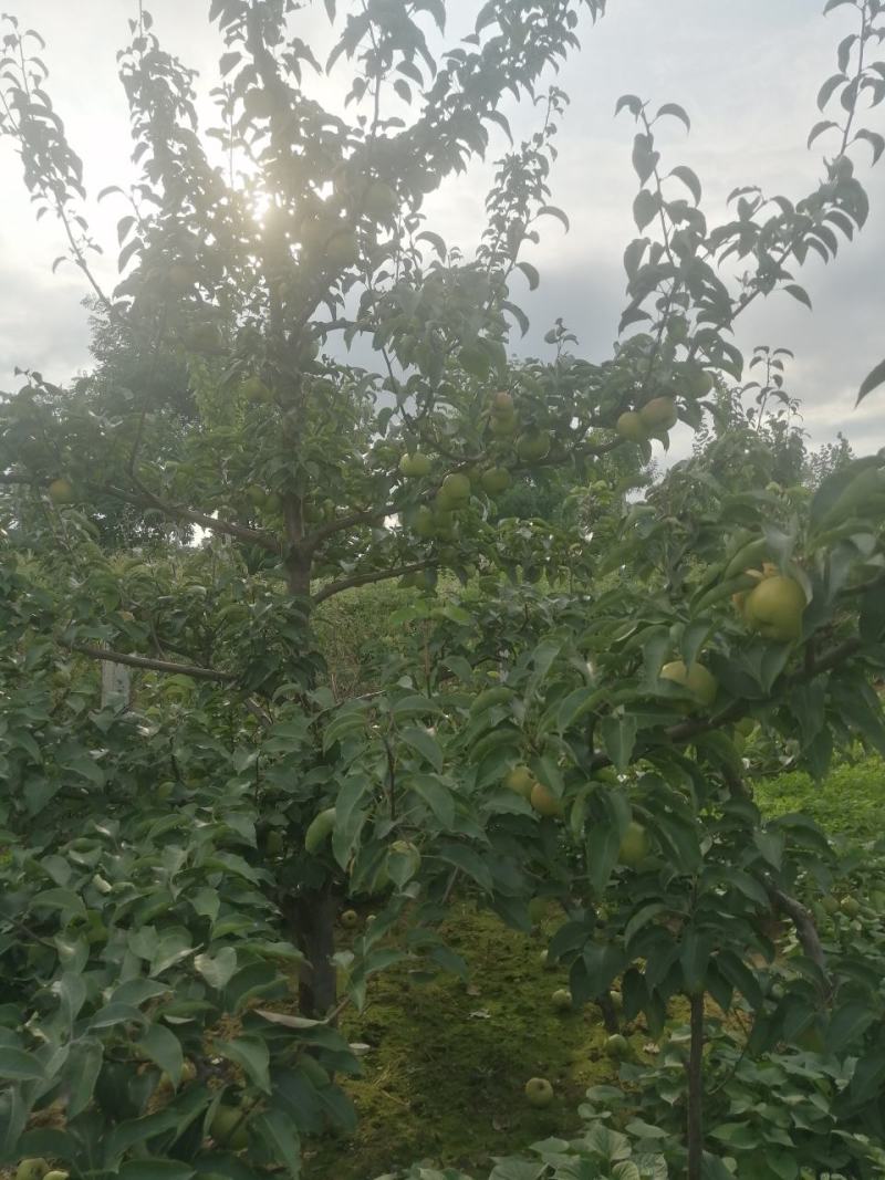 苹果梨，锦峰梨，今年品质好个头大，欢迎前来选购