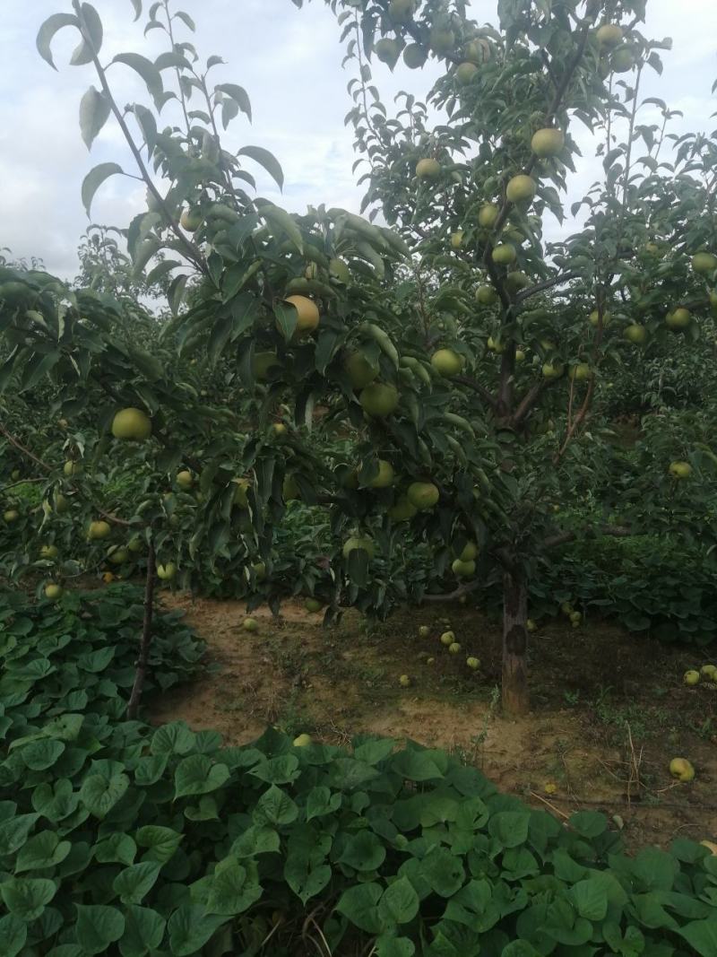 苹果梨，锦峰梨，今年品质好个头大，欢迎前来选购