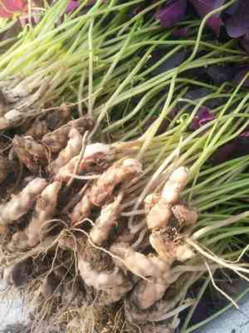 紫叶榨浆草种球精品醡浆草大量现货供应欢迎咨询