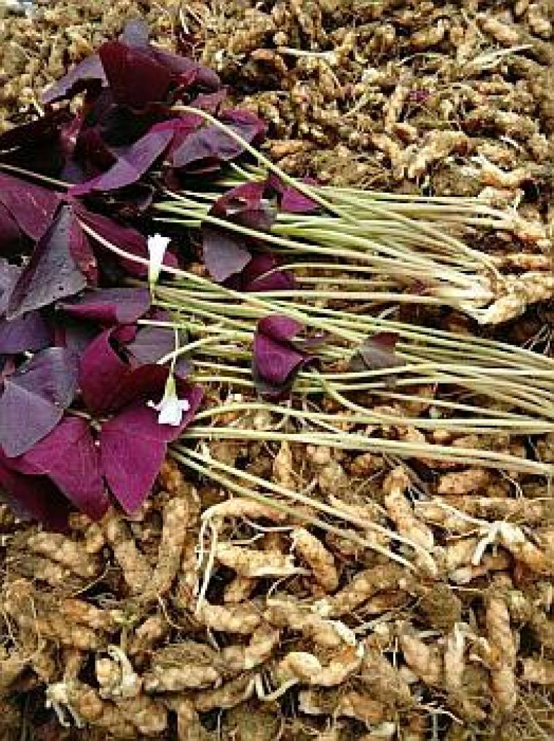 紫叶榨浆草种球精品醡浆草大量现货供应欢迎咨询