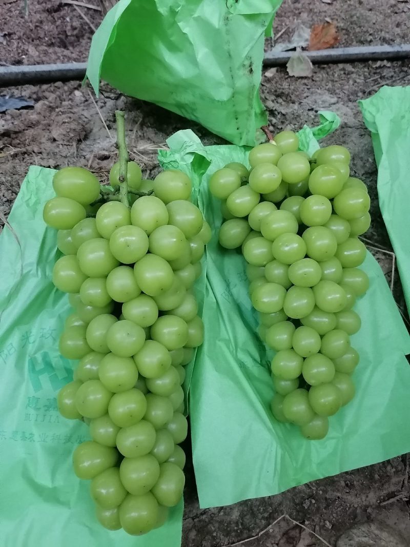 阳光玫瑰葡萄大量上市中陕西产地直发价格优欢迎咨询