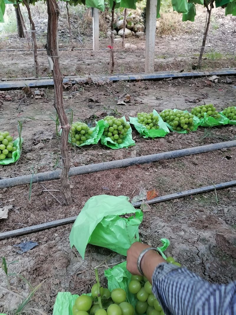 阳光玫瑰葡萄大量上市中陕西产地直发价格优欢迎咨询