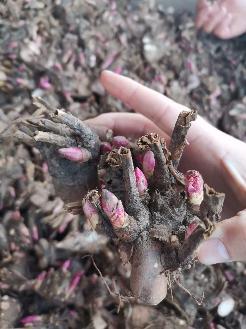 优选白芍芽改良白芍芽头100棵起发提供技术量大从优