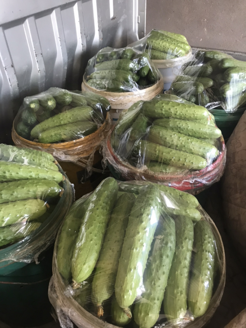 西红柿黄瓜豆角需要联系