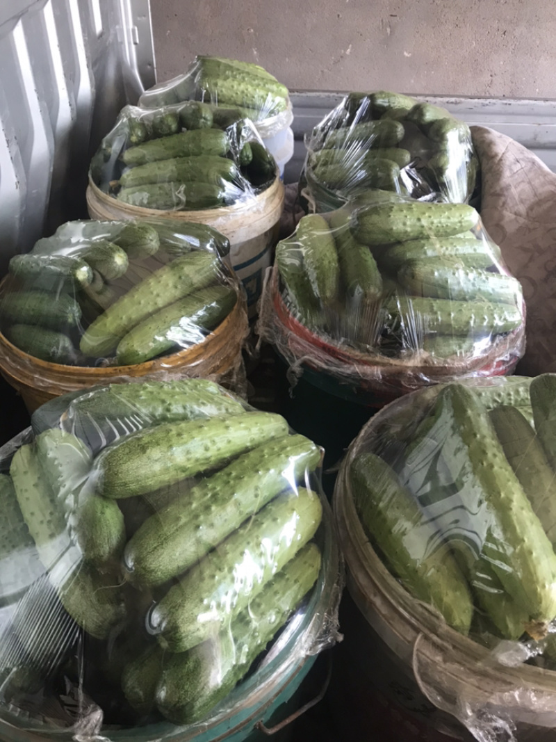 西红柿黄瓜豆角需要联系