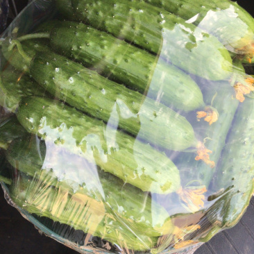 西红柿黄瓜豆角需要联系