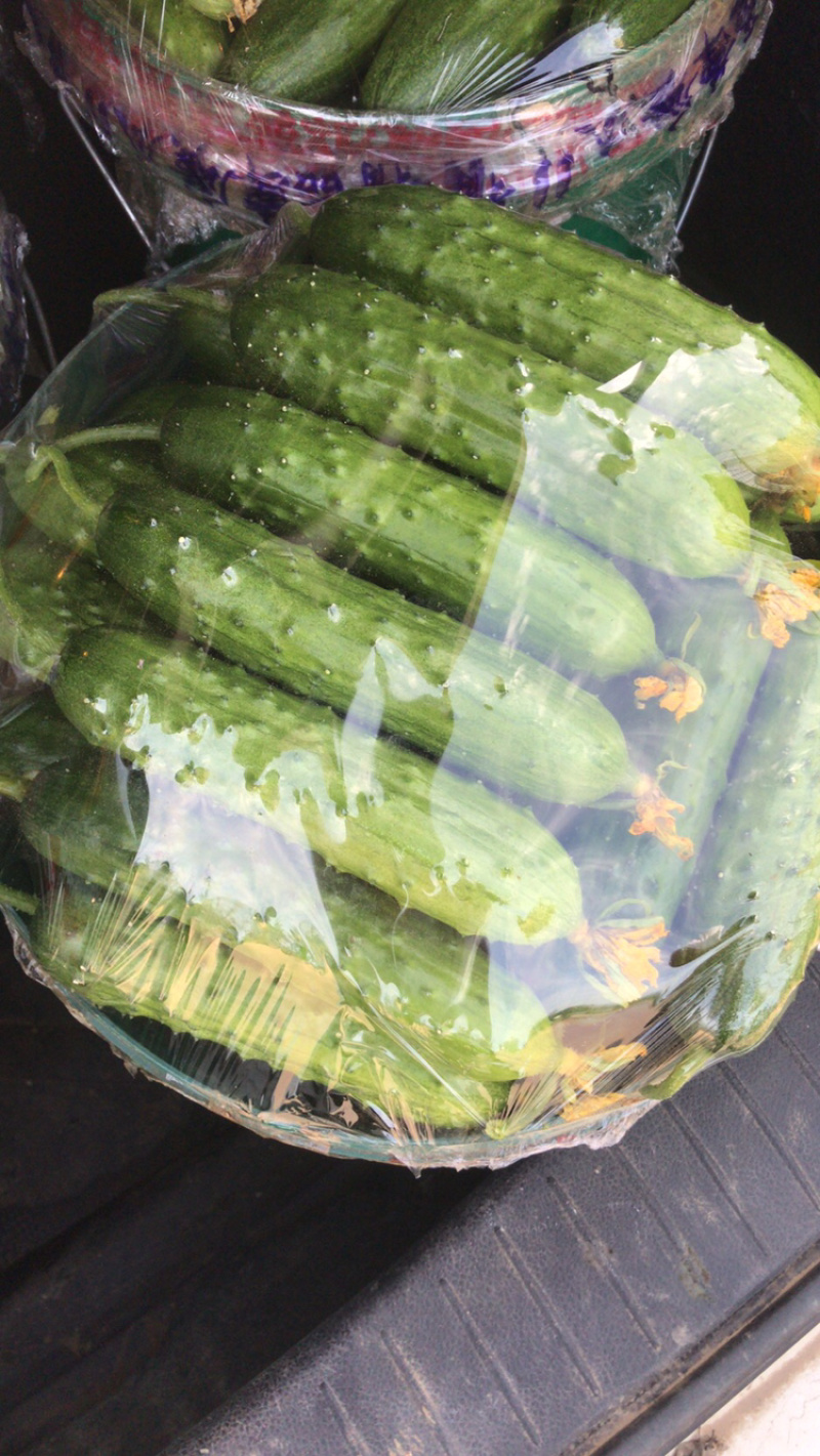 西红柿黄瓜豆角需要联系