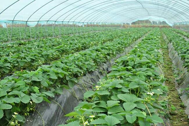 甜查理草莓植株特写