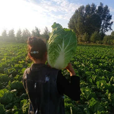 吉林长春黄心大白菜大量上市