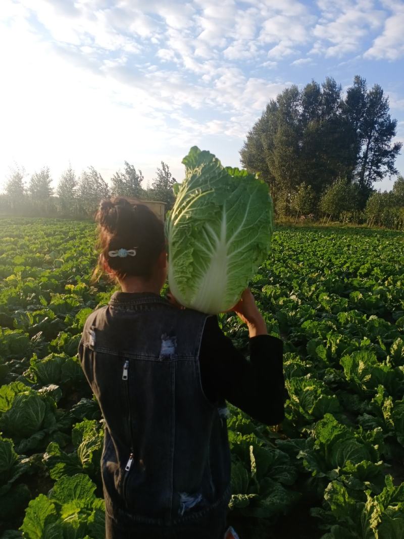 吉林长春黄心大白菜大量上市