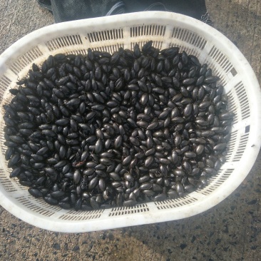 黑龙虱活体速冻量大优惠