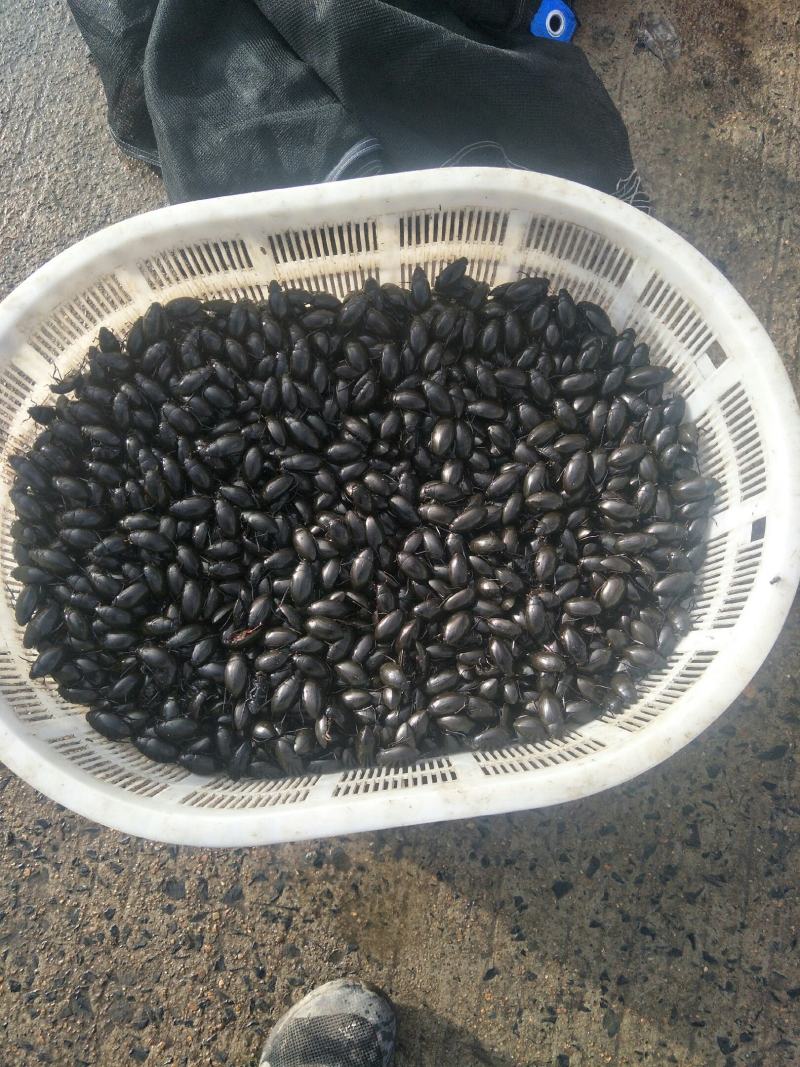 黑龙虱活体速冻量大优惠