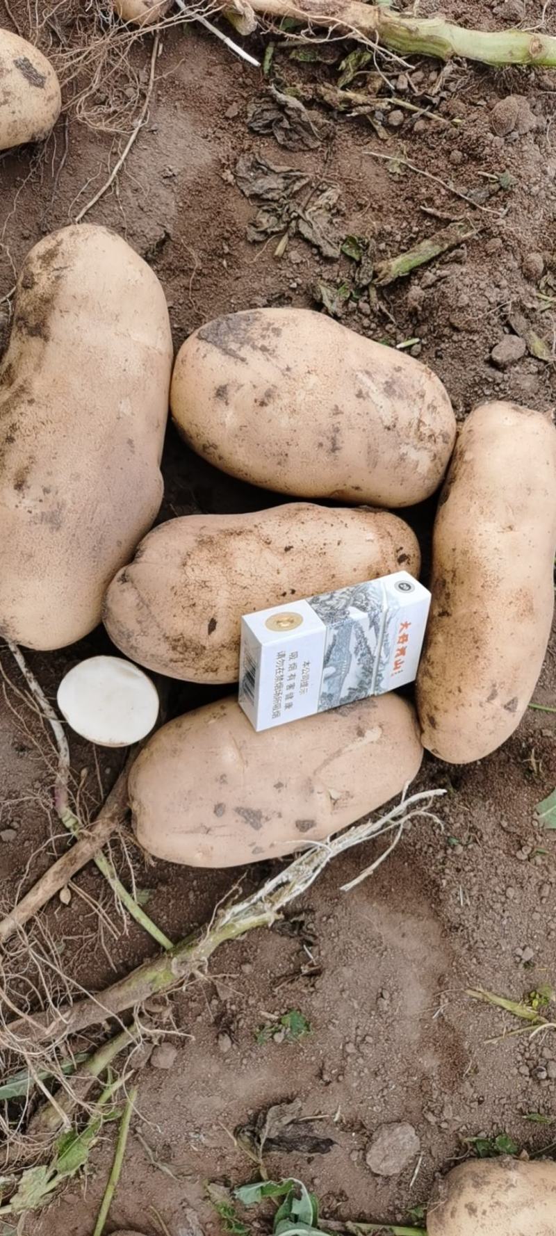 代收坝上土豆品质量好价格低颜色好个头匀
