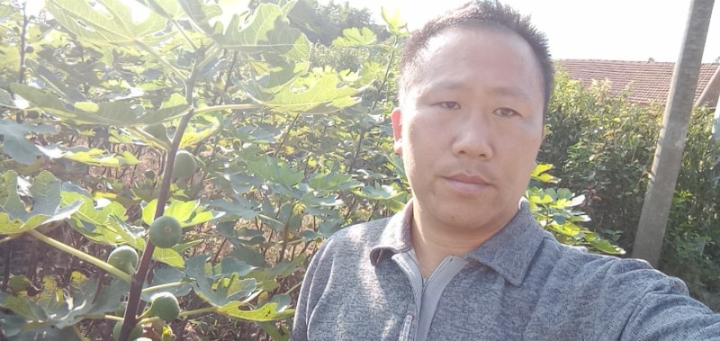波姬红无花果一二年苗，品种保证江苏如皋志坚果苗