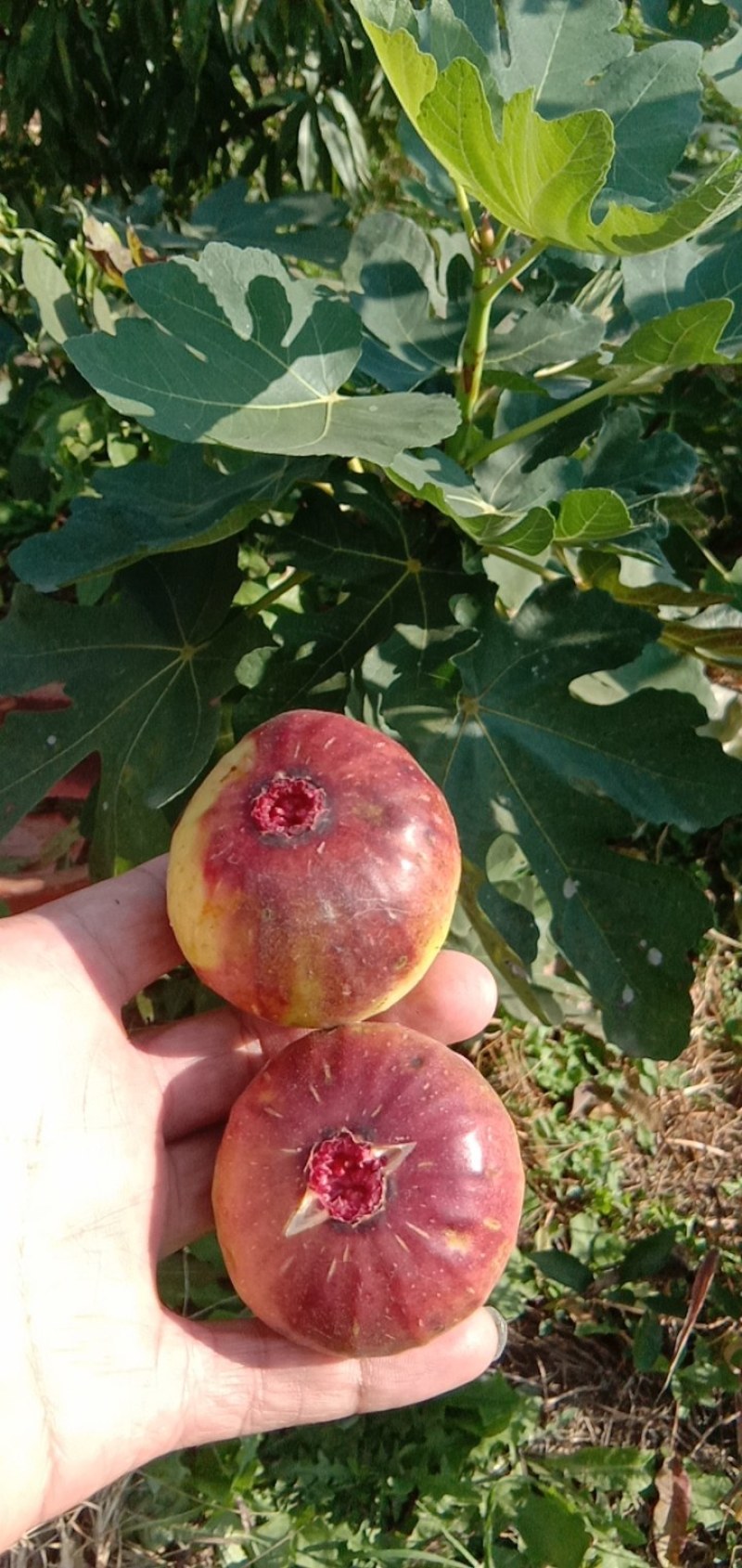 波姬红无花果一二年苗，品种保证江苏如皋志坚果苗