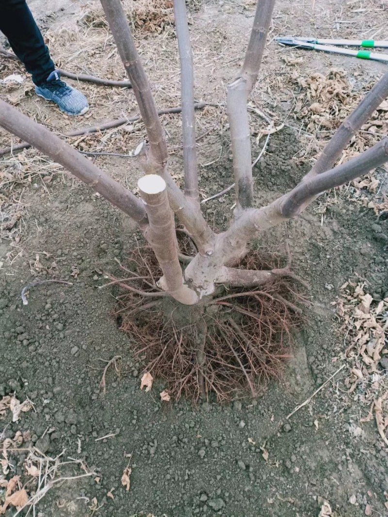 波姬红无花果一二年苗，品种保证江苏如皋志坚果苗