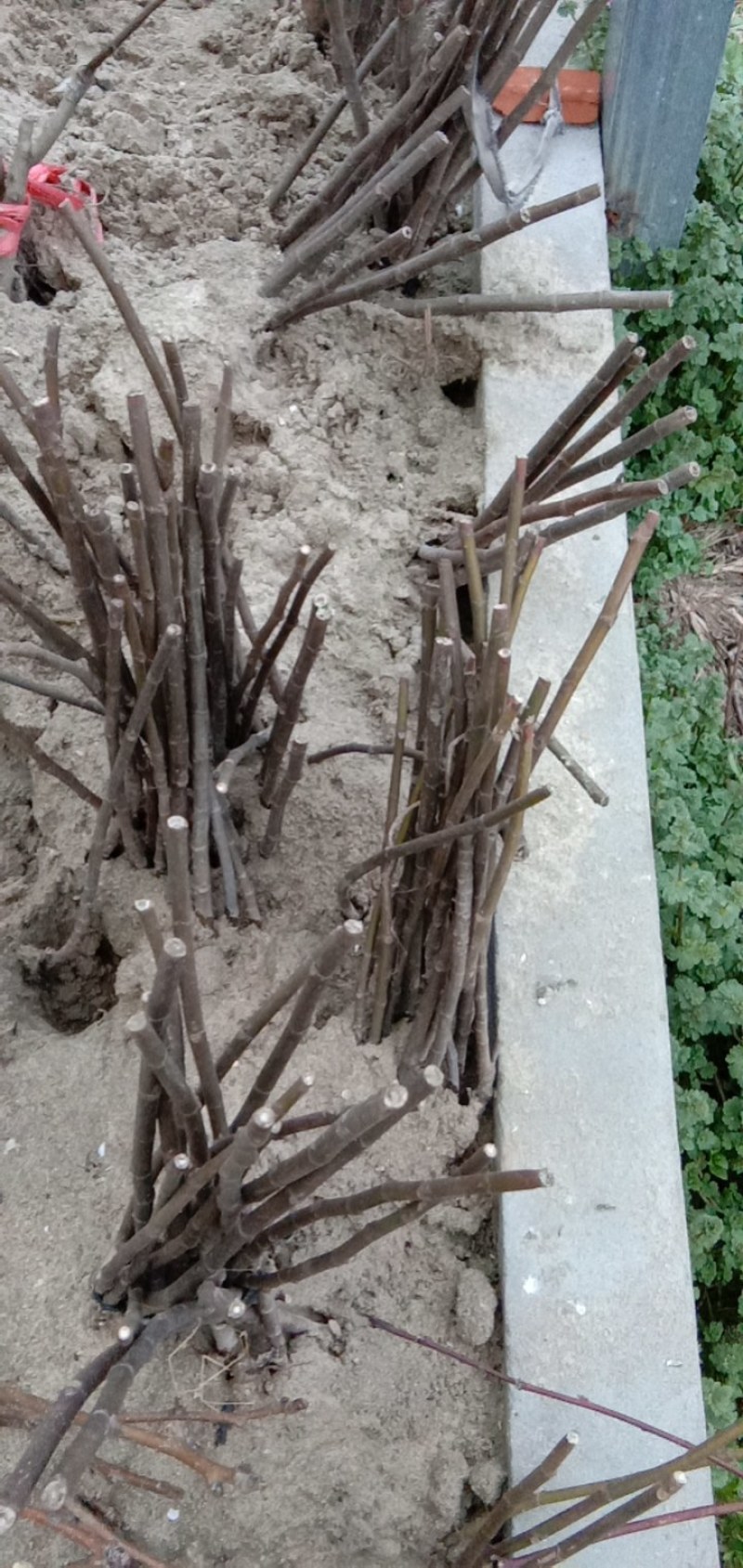 波姬红无花果一二年苗，品种保证江苏如皋志坚果苗