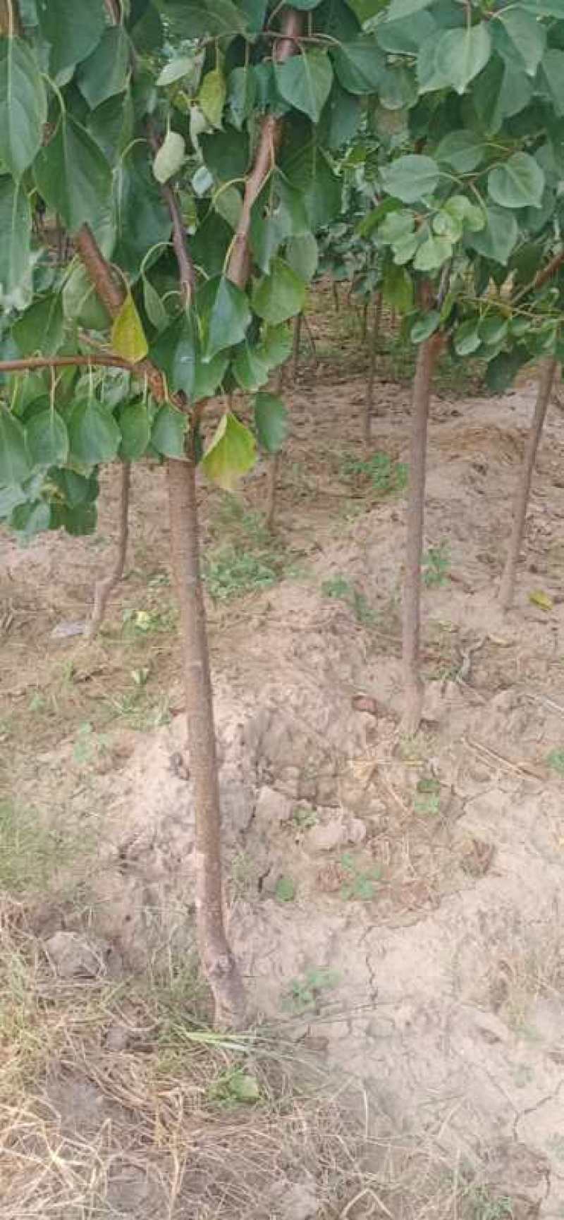 三公分的成品杏树出售