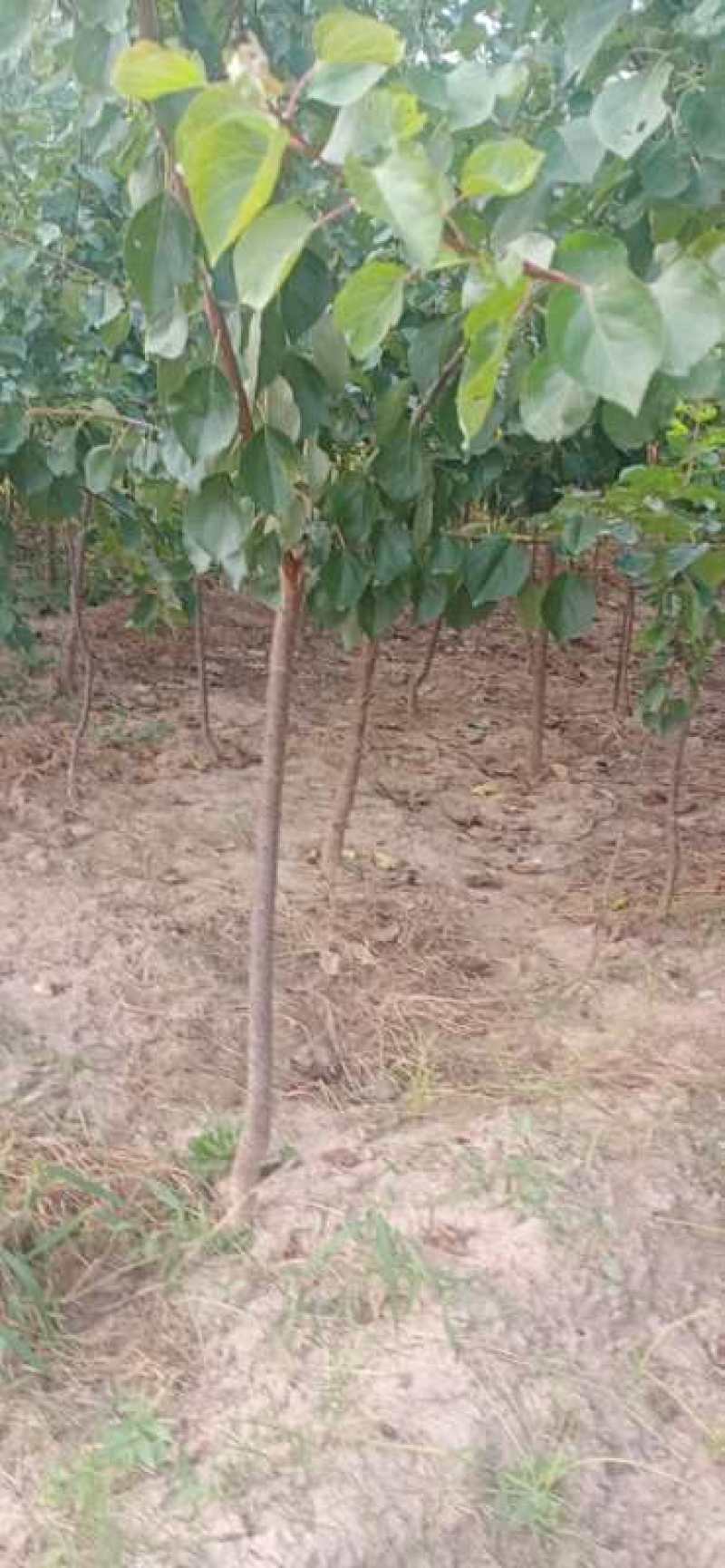三公分的成品杏树出售