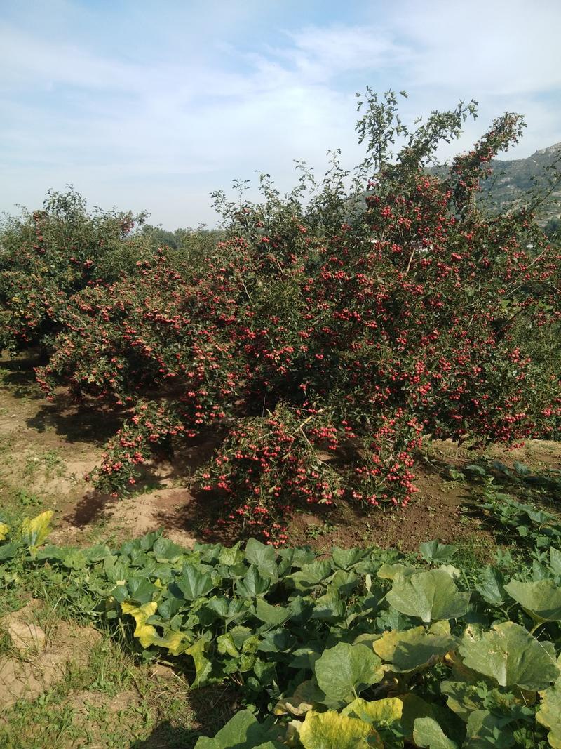 水果山楂精品水果山楂已经开始采摘